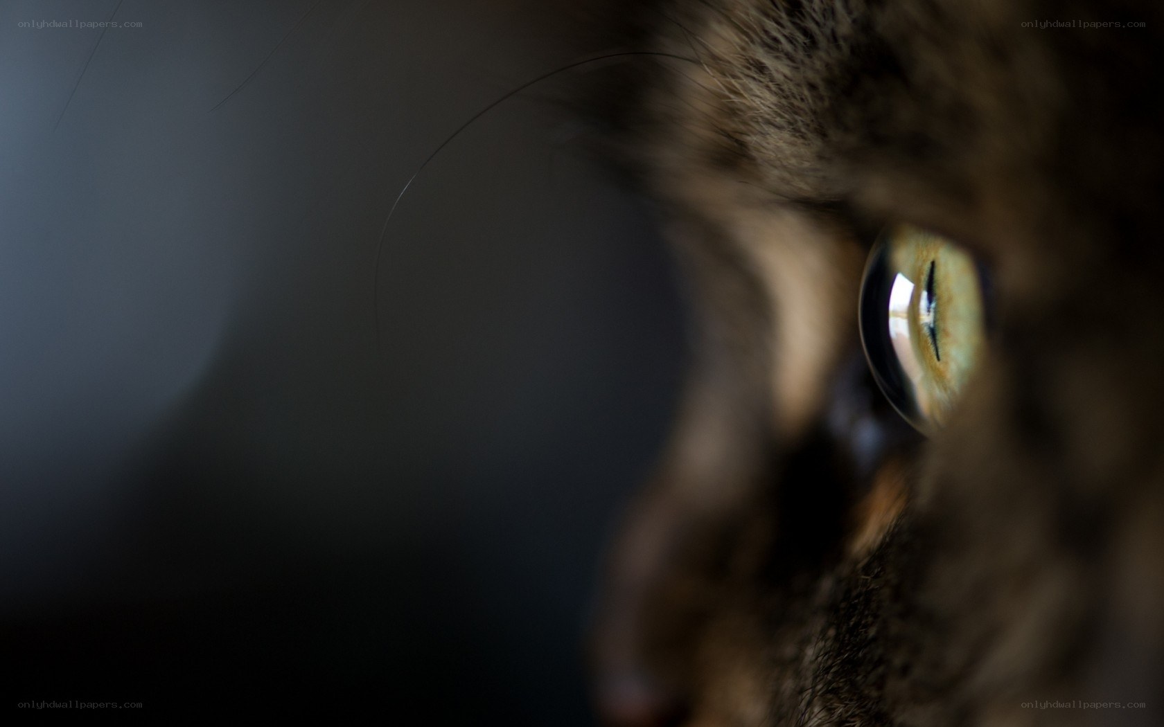 close-up of cat's eye