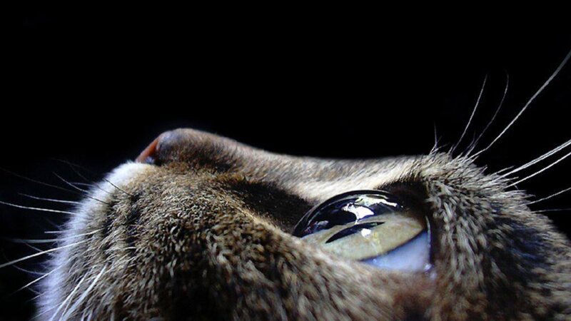 close-up of cat's eye