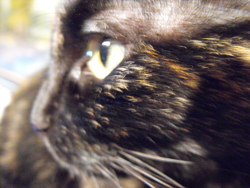close-up of cat's eye