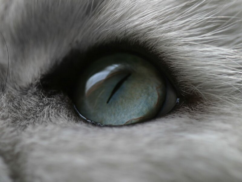 close-up of cat's eye
