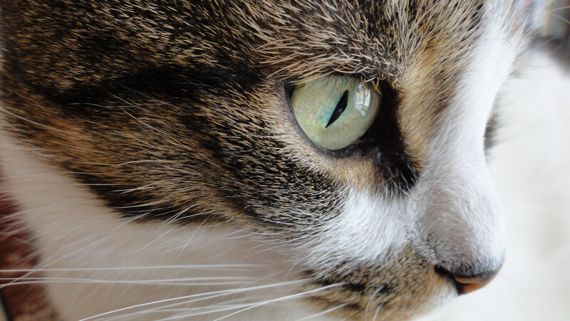 close-up of cat's eye