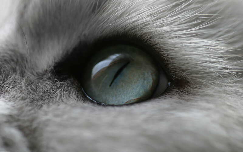 close-up of cat's eye