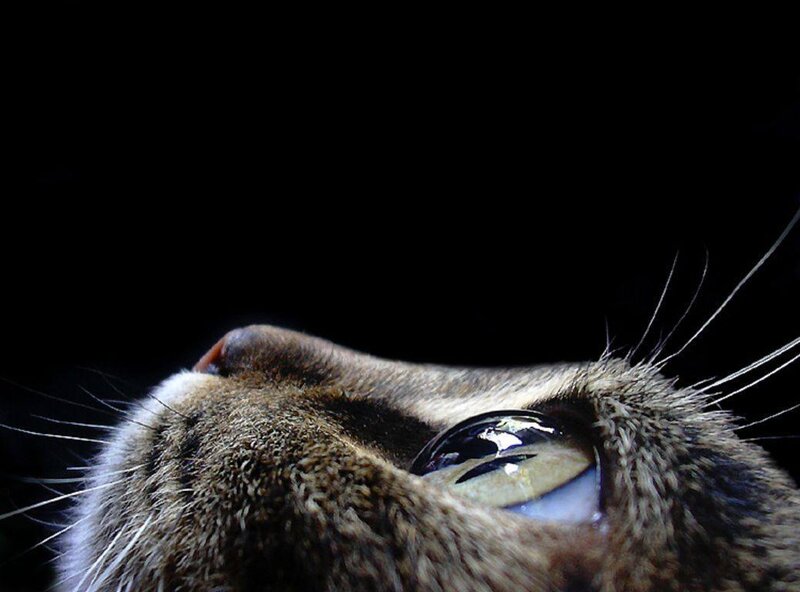 close-up of cat's eye