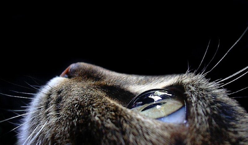 close-up of cat's eye