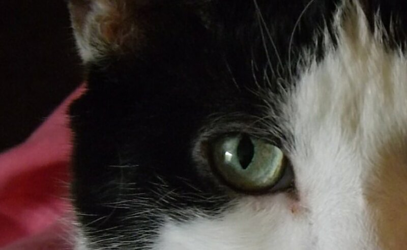 Close-up of Cat's Eye — Black, Calm