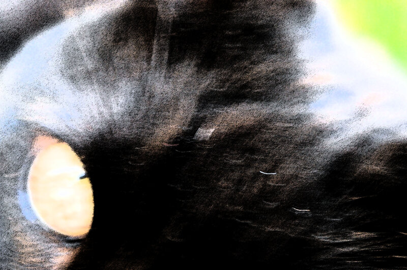 Close-up of Cat's Eye — Black, Dramatic, Digital Art