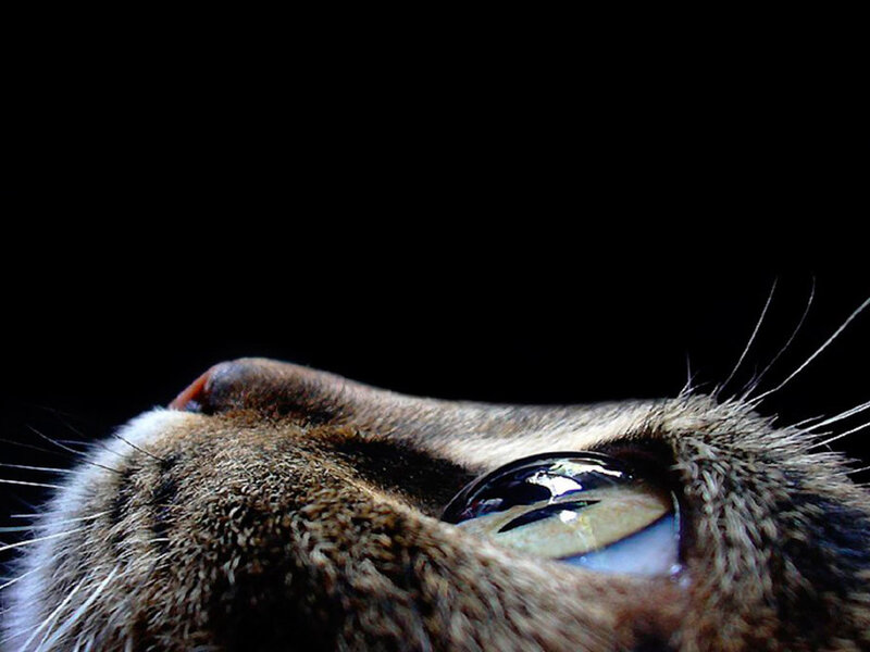 Close-up of Cat's Eye — Black, Dramatic