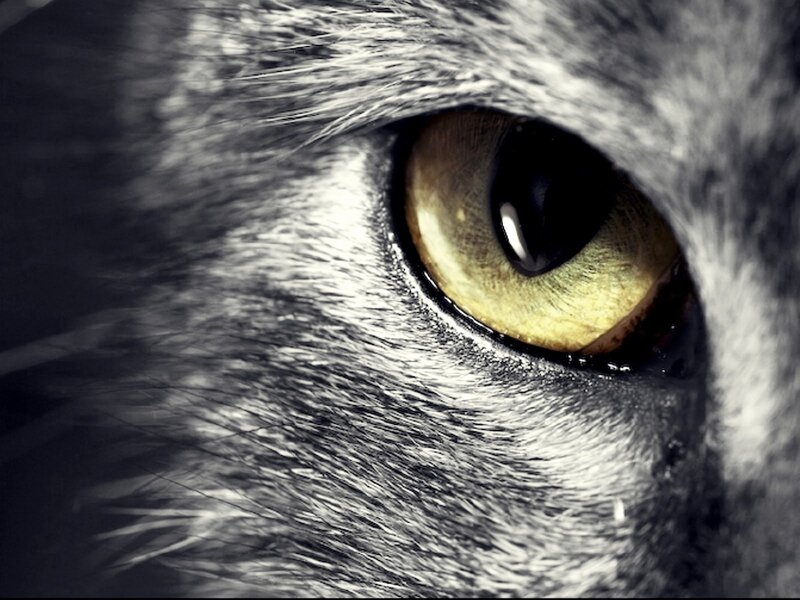 Close-up of Cat's Eye — Black, Intense