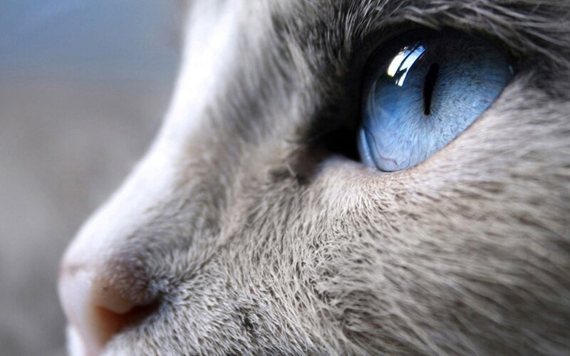 Close-up of Cat's Eye — Blue, Calm, Photograph