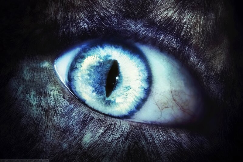 Close-up of Cat's Eye — Blue, Dramatic