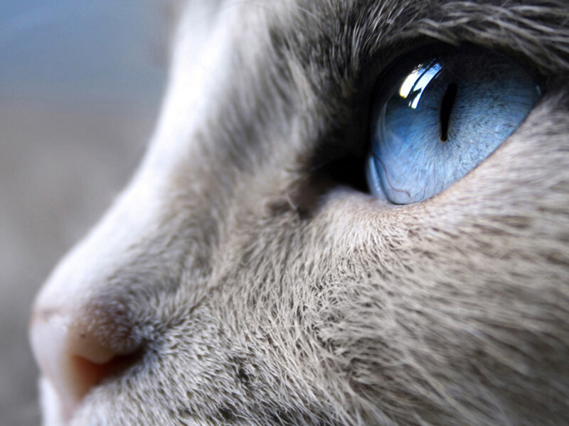 Close-up of Cat's Eye — Blue