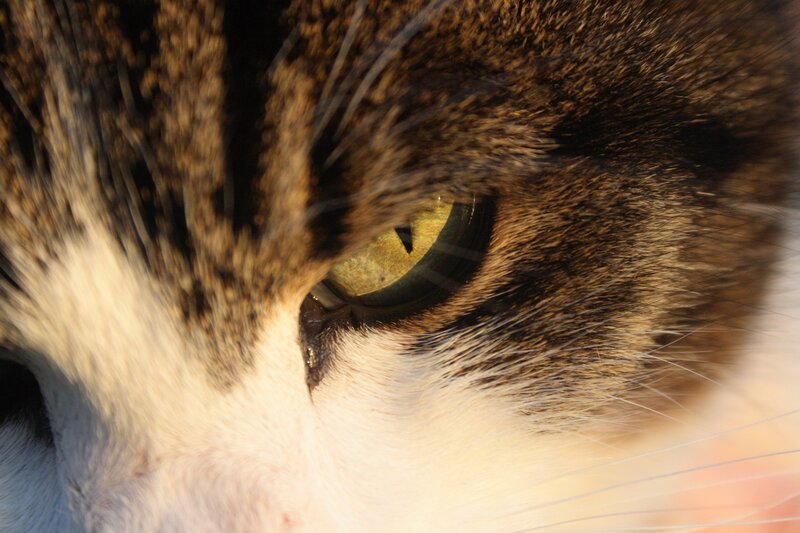 Close-up of Cat's Eye — Brown, Calm, Sunset