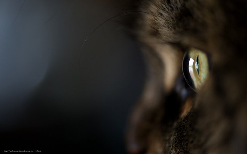 Close-up of Cat's Eye — Brown, Dramatic