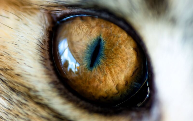 Close-up of Cat's Eye — Brown, Intense, Photograph, Fur, Reflection