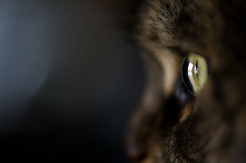 Close-up of Cat's Eye — Brown, Intense, Photograph, Fur
