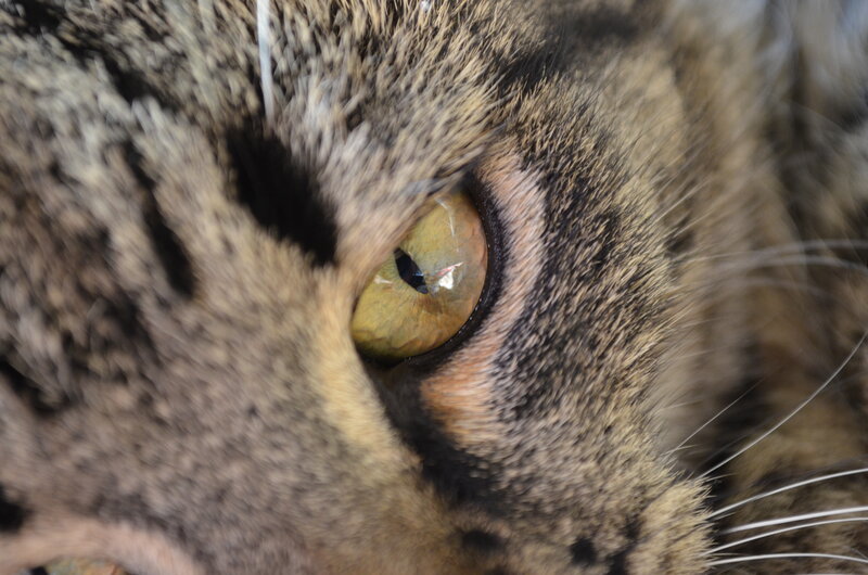 Close-up of Cat's Eye — Brown, Intense, Photograph