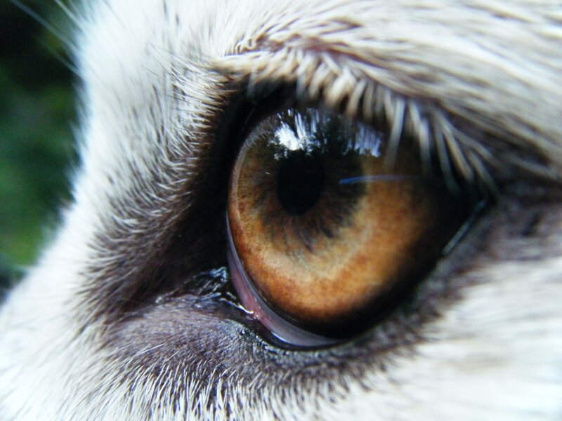 Close-up of Cat's Eye — Brown, Intense
