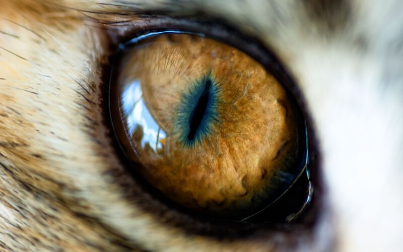 Close-up of Cat's Eye — Brown