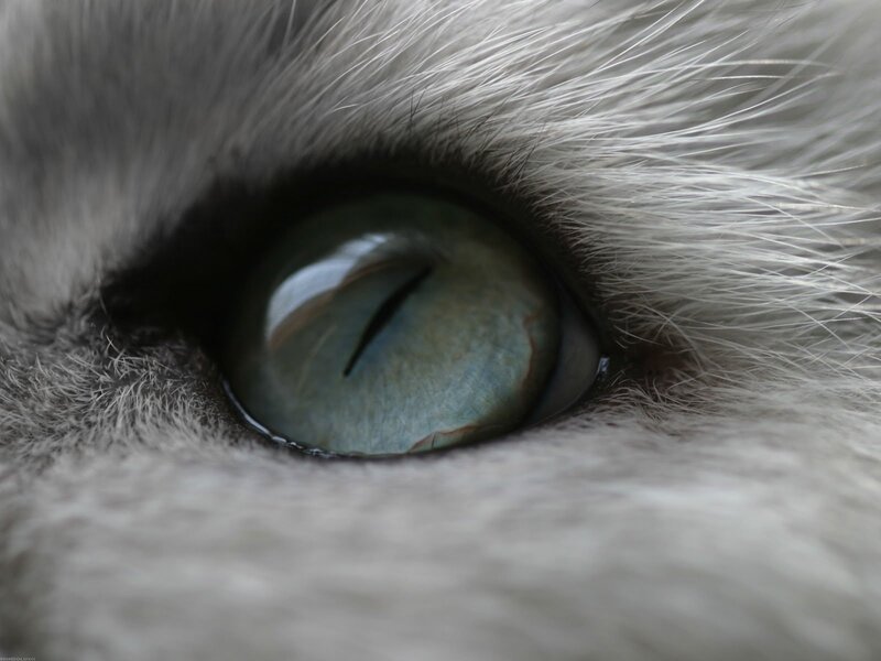 Close-up of Cat's Eye — Gray, Calm