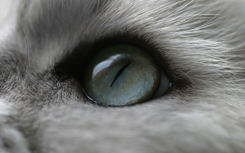 Close-up of Cat's Eye — Gray, Intense, Photograph, Fur