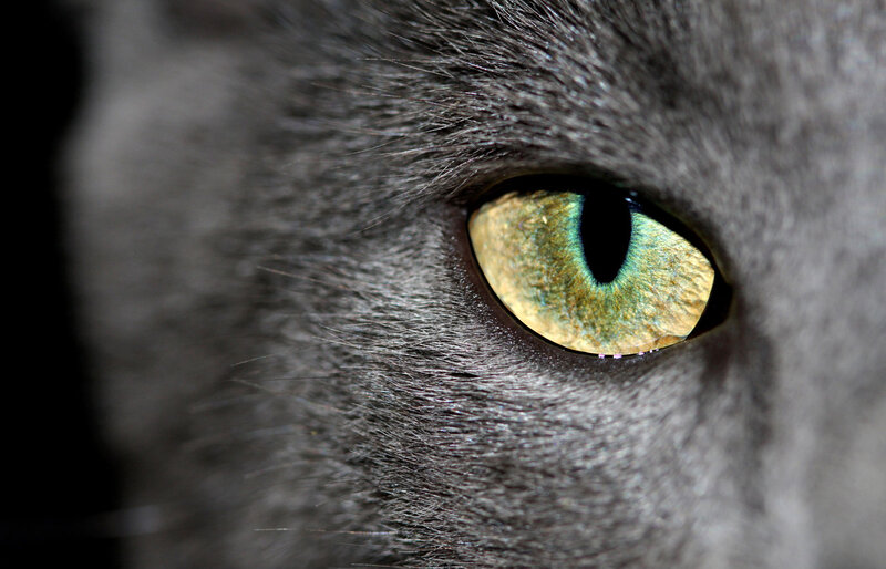 Close-up of Cat's Eye — Gray, Intense