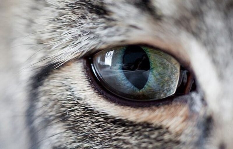 Close-up of Cat's Eye — Gray