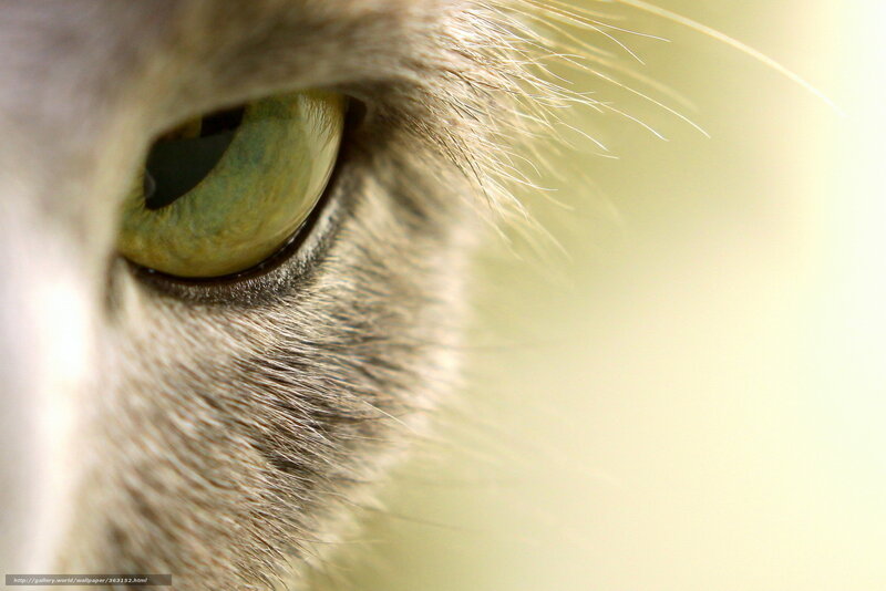 Close-up of Cat's Eye — Green, Calm, Photograph