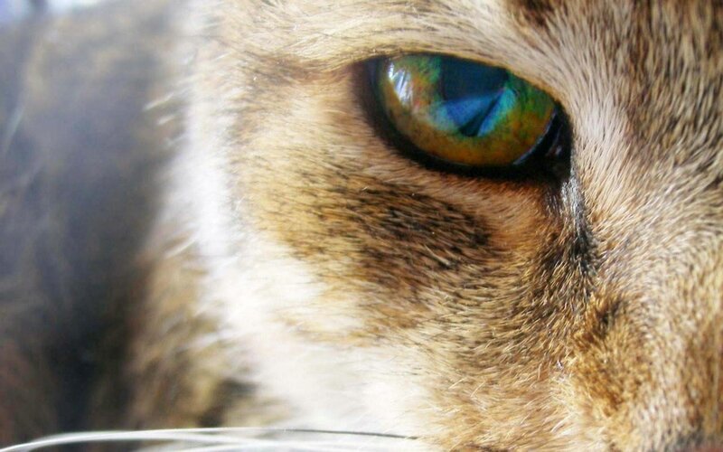 Close-up of Cat's Eye — Green, Calm