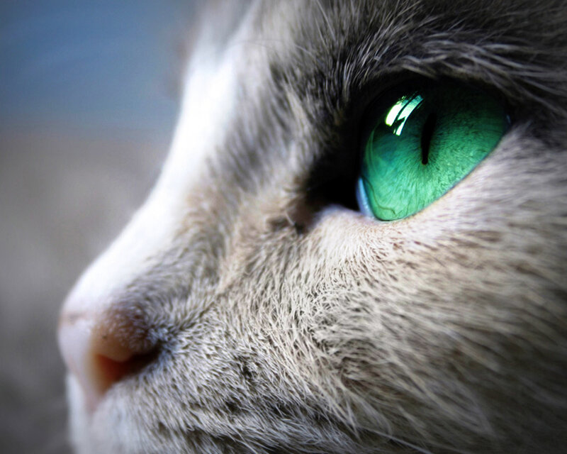 Close-up of Cat's Eye — Green