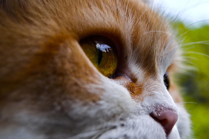 Close-up of Cat's Eye — Orange