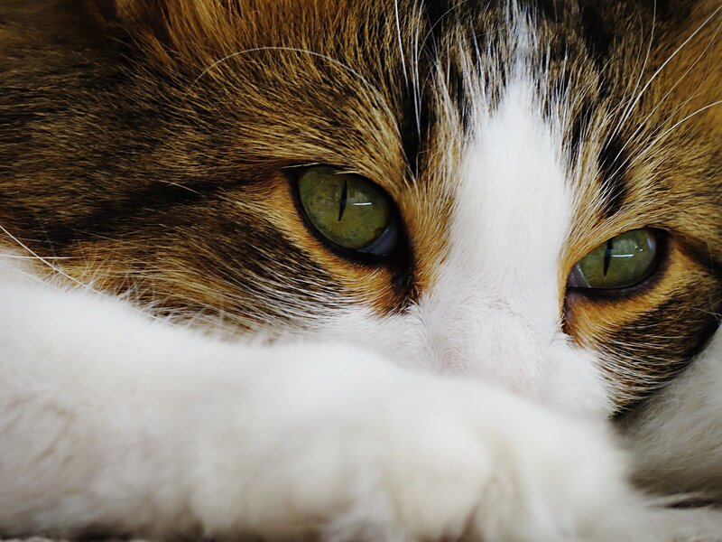 close-up of cat's eyes