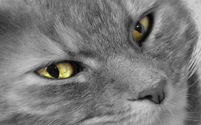 close-up of cat's eyes