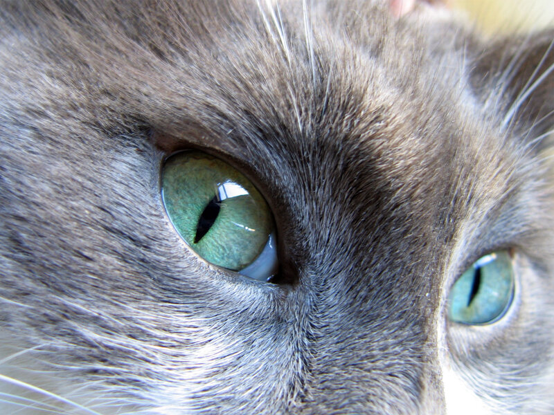 Close-up of Cat's Eyes — Gray