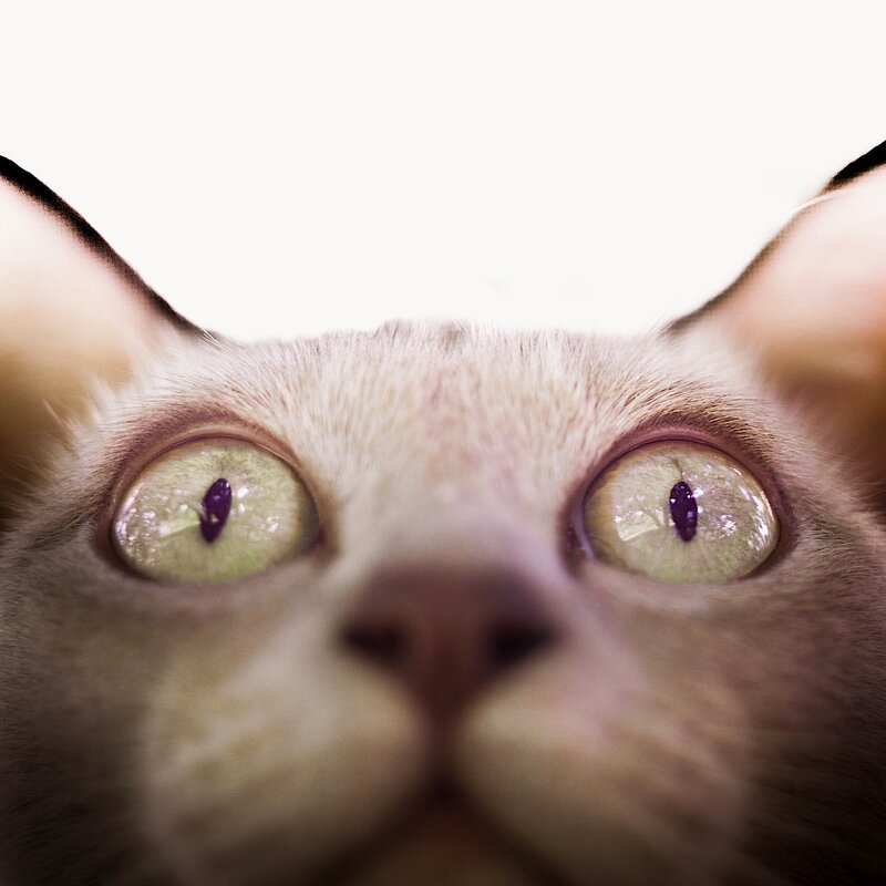 close-up of cat's eyes