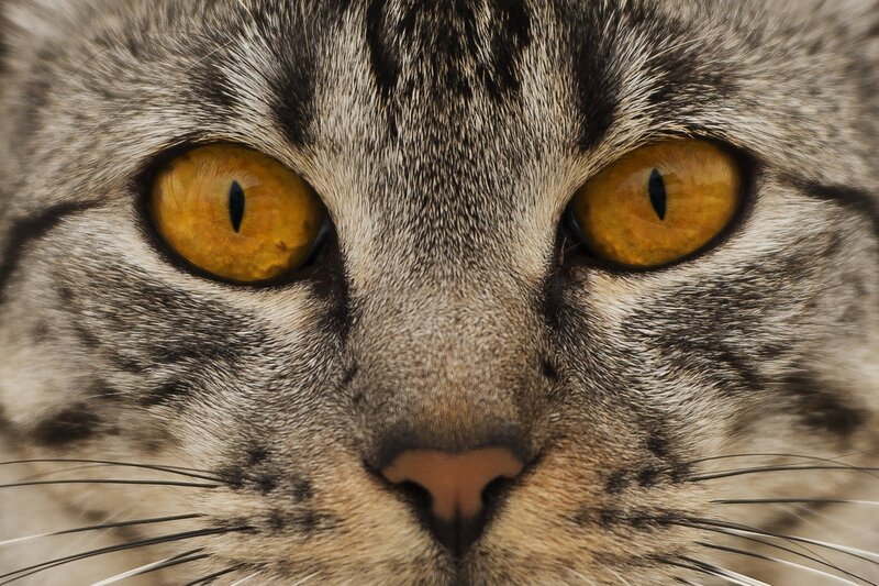 close-up of cat's face
