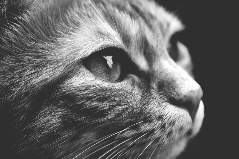 close-up of cat's face