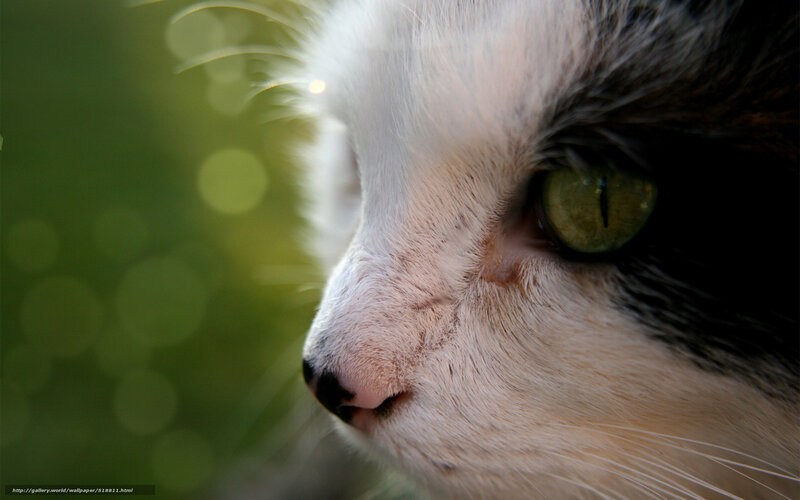 close-up of cat's face