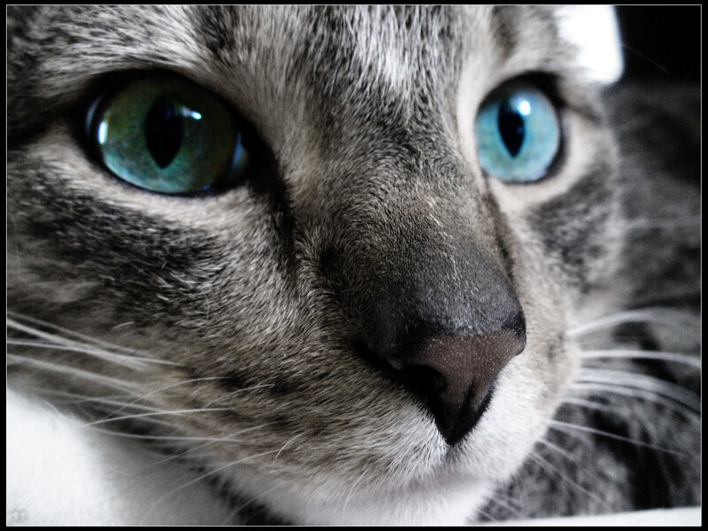 close-up of cat's face