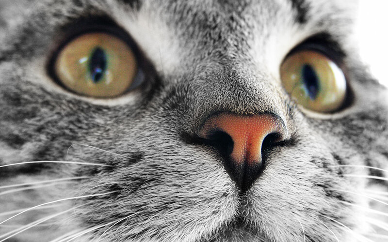 close-up of cat's face