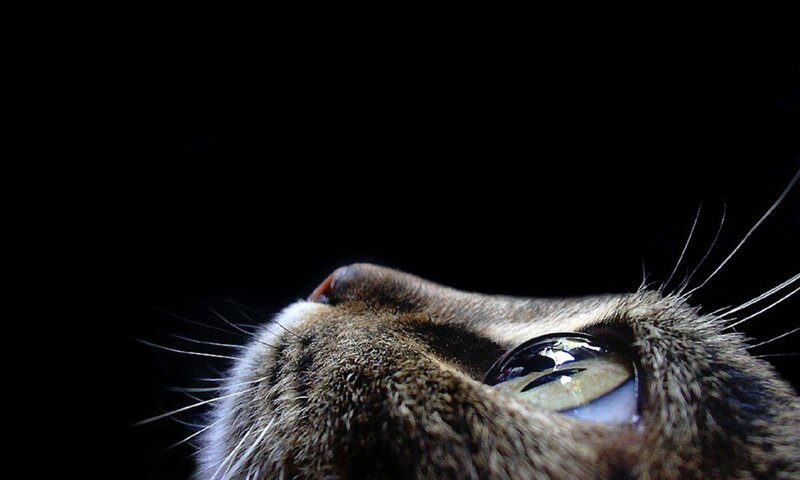 close-up of cat's face