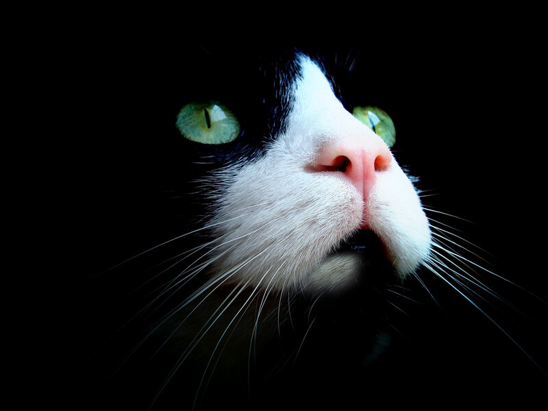 close-up of cat's face