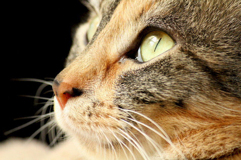 close-up of cat's face