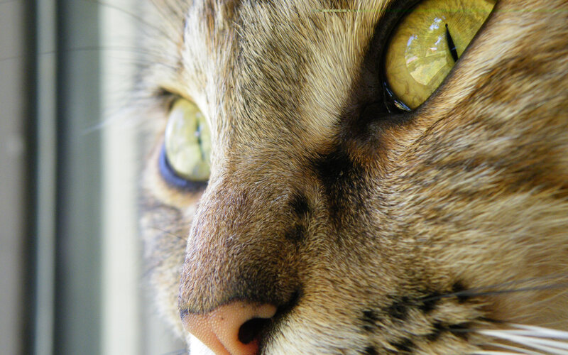 close-up of cat's face