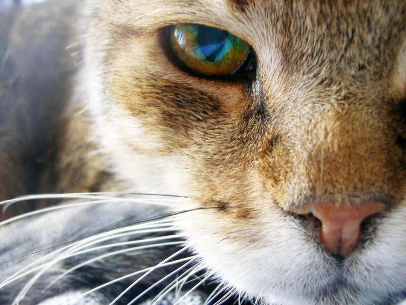 close-up of cat's face
