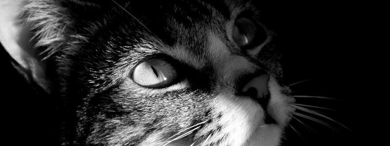 close-up of cat's face