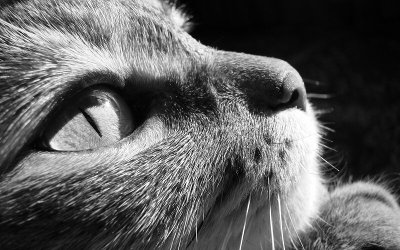 close-up of cat's face