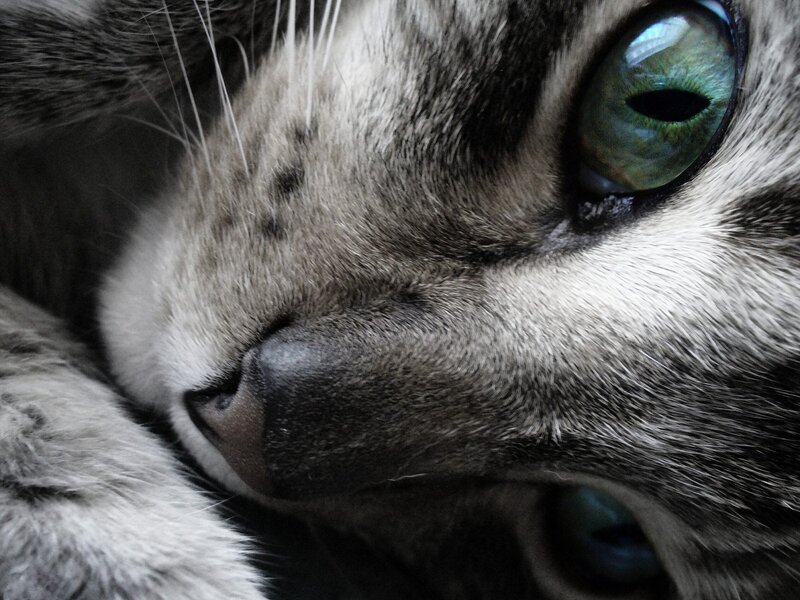 close-up of cat's face
