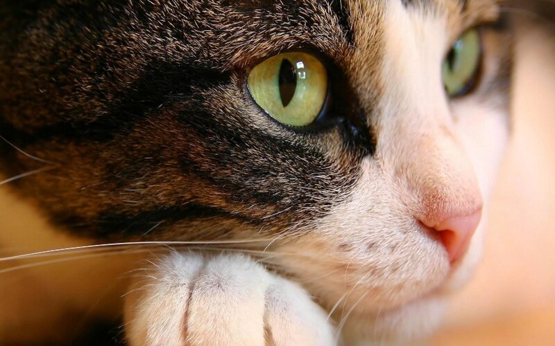 close-up of cat's face
