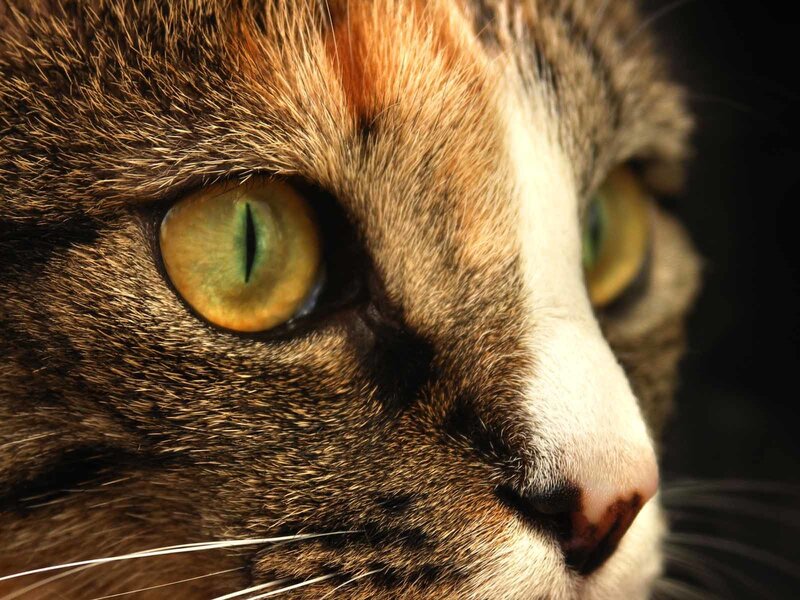 close-up of cat's face