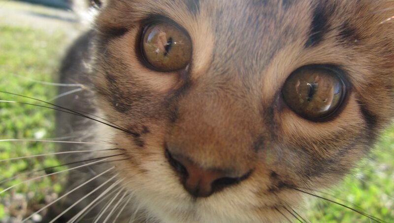 close-up of cat's face